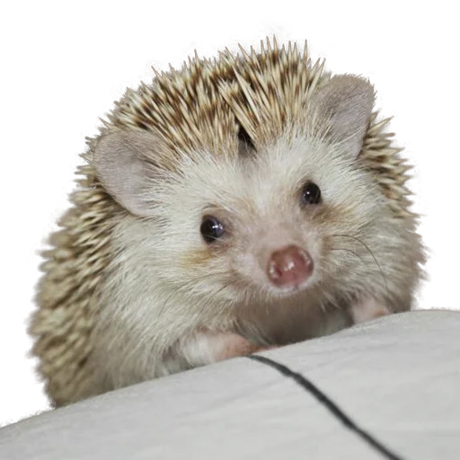 😔 Стикер «hedgehogs Beauty Stickers» для Telegram