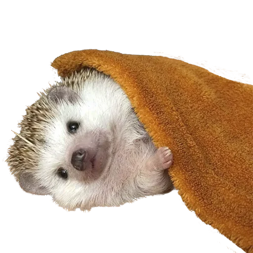 ☺️ Стикер «hedgehogs Beauty Stickers» для Telegram