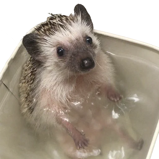 😢 Стикер «hedgehogs Beauty Stickers» для Telegram