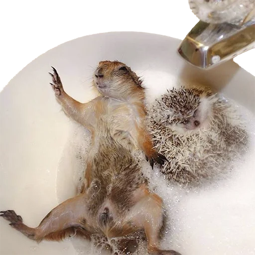 😳 Стикер «hedgehogs Beauty Stickers» для Telegram