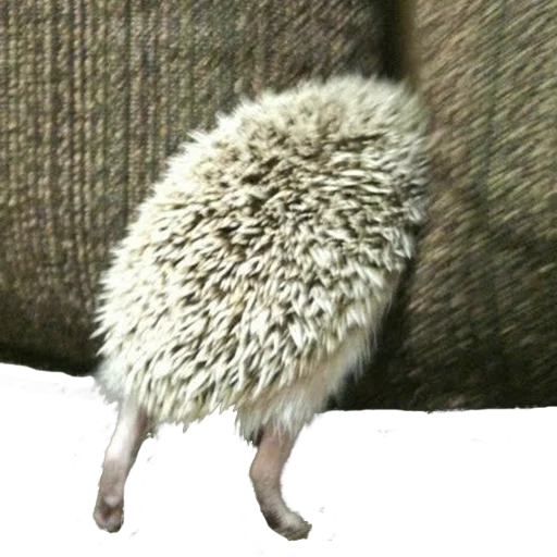 🤭 Стикер «hedgehogs Beauty Stickers» для Telegram