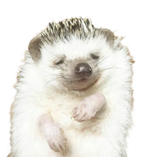 😌 Стикер «hedgehogs Beauty Stickers» для Telegram