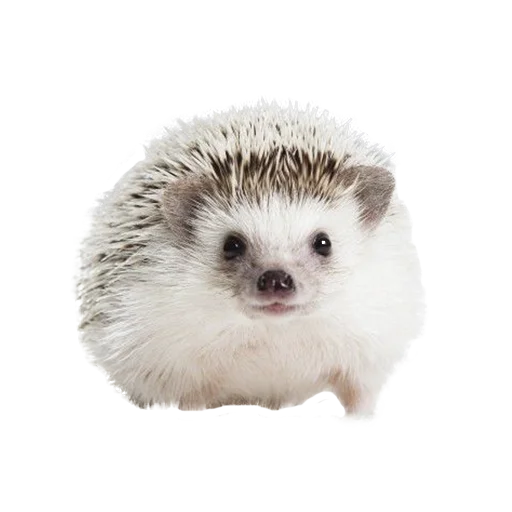 🙂 Стикер «hedgehogs Beauty Stickers» для Telegram