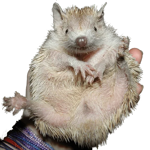 🤪 Стикер «hedgehogs Beauty Stickers» для Telegram