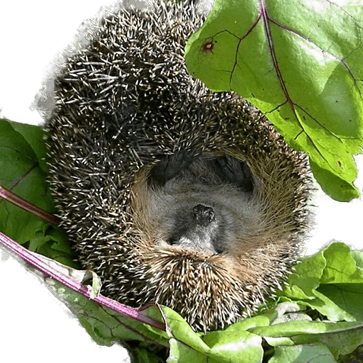 🙃 Стикер «hedgehogs Beauty Stickers» для Telegram