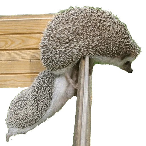 🤗 Стикер «hedgehogs Beauty Stickers» для Telegram