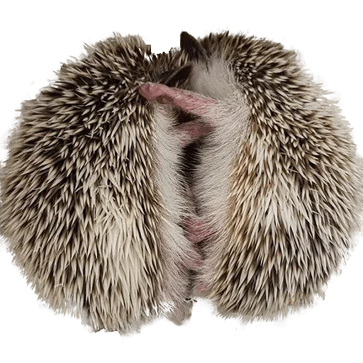 😍 Стикер «hedgehogs Beauty Stickers» для Telegram