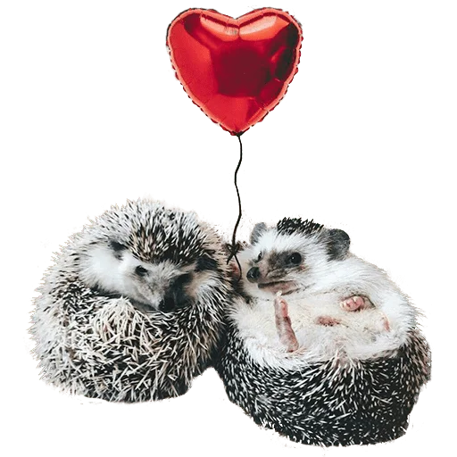 😘 Стикер «hedgehogs Beauty Stickers» для Telegram
