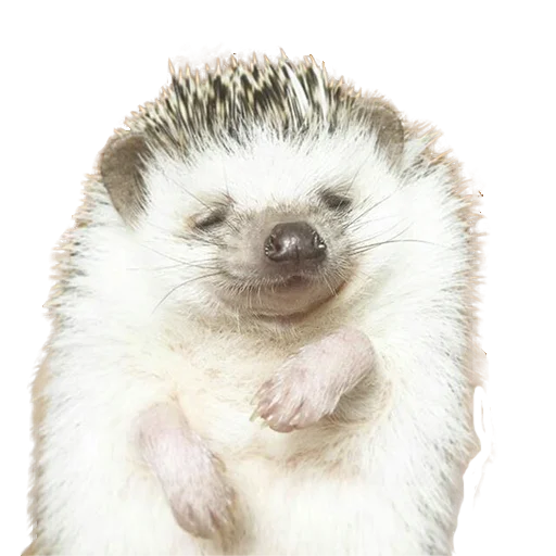 😌 Стикер «hedgehogs Beauty Stickers» для Telegram