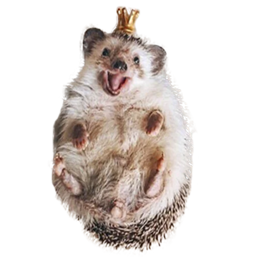 🥰 Стикер «hedgehogs Beauty Stickers» для Telegram
