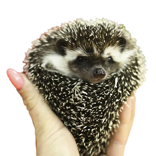 ❤️ Стикер «hedgehogs Beauty Stickers» для Telegram