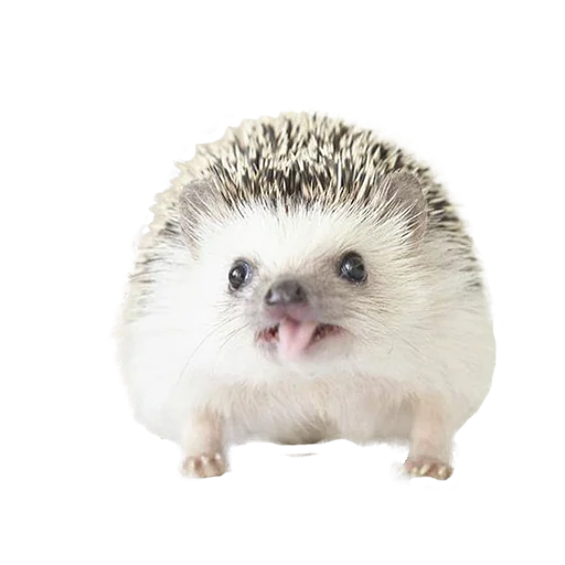 😋 Стикер «hedgehogs Beauty Stickers» для Telegram