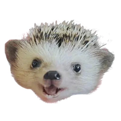 😀 Стикер «hedgehogs Beauty Stickers» для Telegram