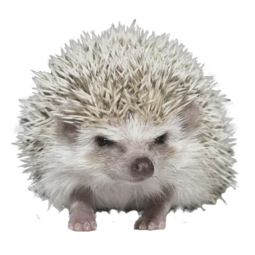 😠 Стикер «hedgehogs Beauty Stickers» для Telegram