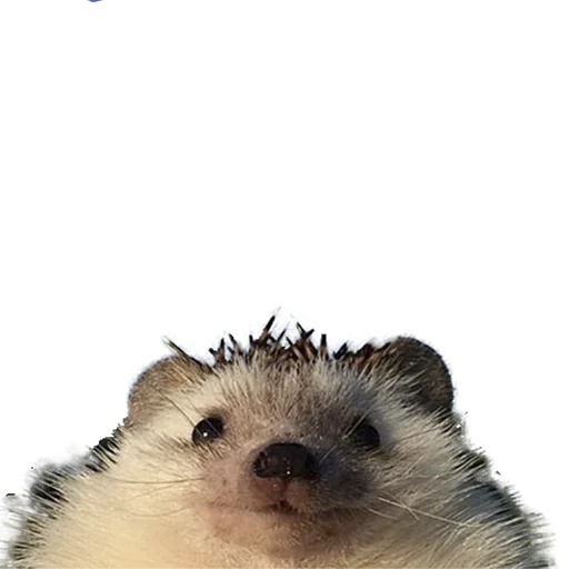 🙄 Стикер «hedgehogs Beauty Stickers» для Telegram