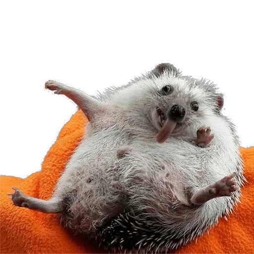 😆 Стикер «hedgehogs Beauty Stickers» для Telegram