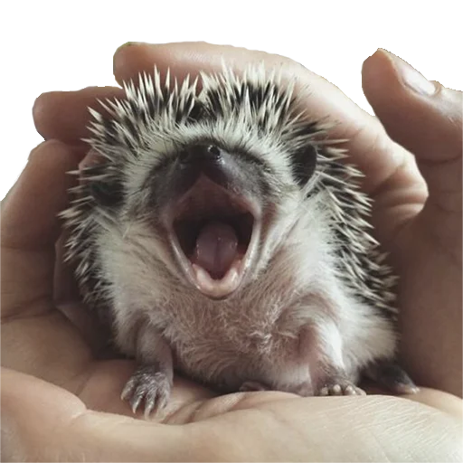 🥱 Стикер «hedgehogs Beauty Stickers» для Telegram