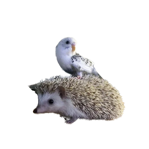 😅 Стикер «hedgehogs Beauty Stickers» для Telegram