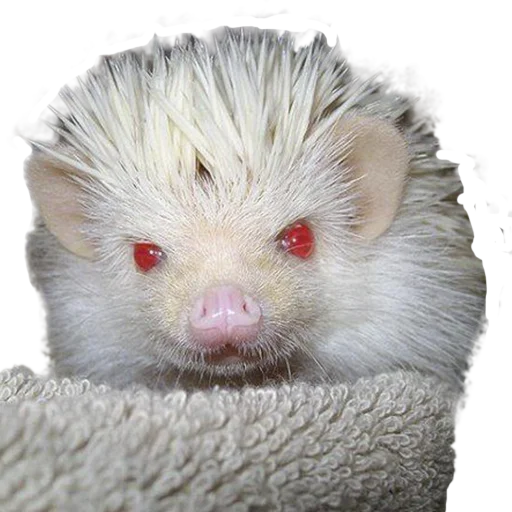 🤢 Стикер «hedgehogs Beauty Stickers» для Telegram