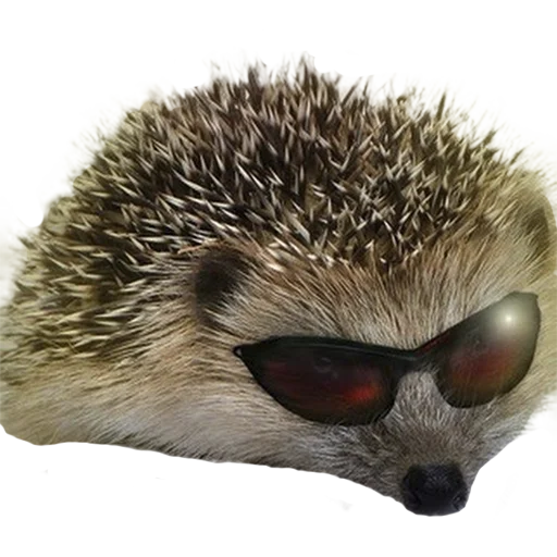 😎 Стикер «hedgehogs Beauty Stickers» для Telegram