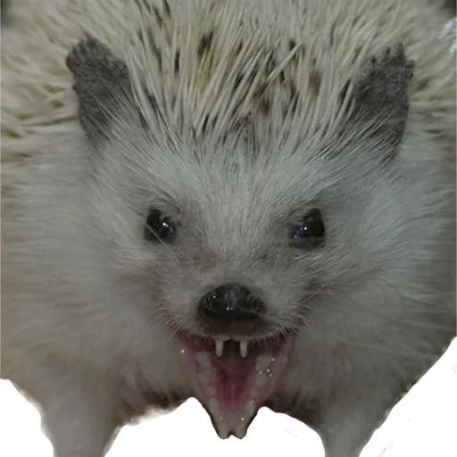 😤 Стикер «hedgehogs Beauty Stickers» для Telegram