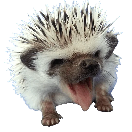 🤯 Стикер «hedgehogs Beauty Stickers» для Telegram