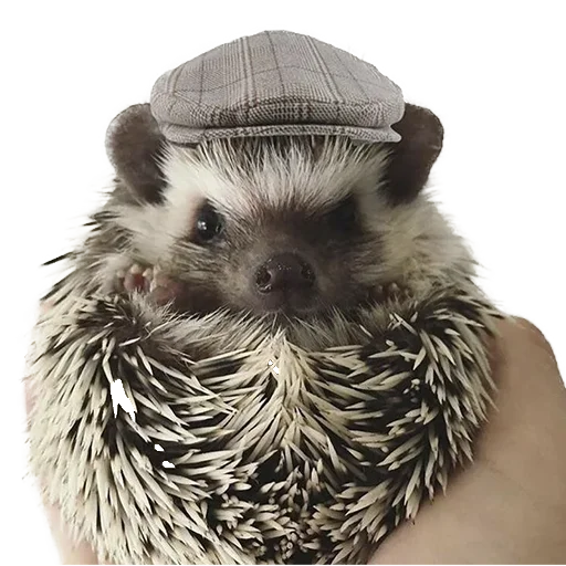 🤠 Стикер «hedgehogs Beauty Stickers» для Telegram