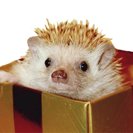 ☹️ Стикер «hedgehogs Beauty Stickers» для Telegram