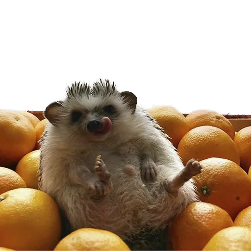 😉 Стикер «hedgehogs Beauty Stickers» для Telegram
