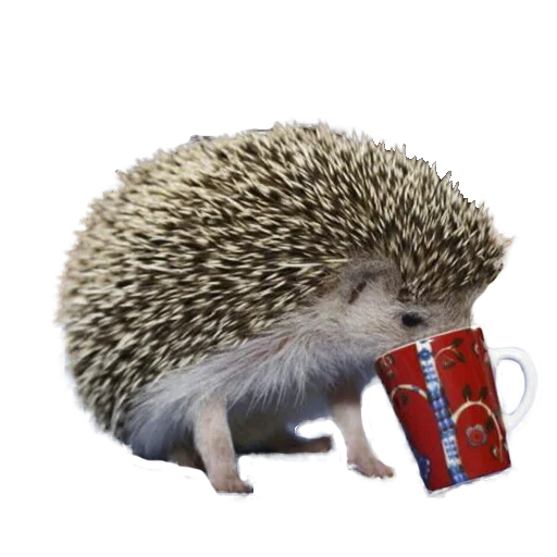 🤐 Стикер «hedgehogs Beauty Stickers» для Telegram