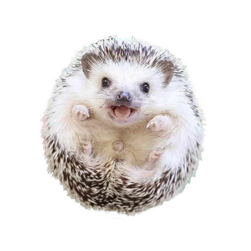😁 Стикер «hedgehogs Beauty Stickers» для Telegram
