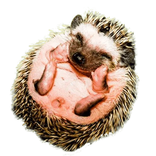 🙂 Стикер «hedgehogs Beauty Stickers» для Telegram