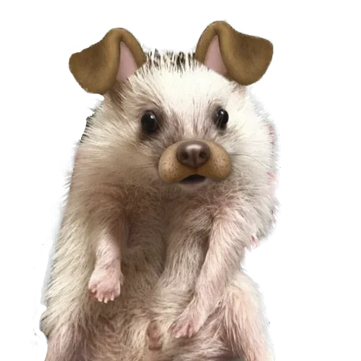 😬 Стикер «hedgehogs Beauty Stickers» для Telegram