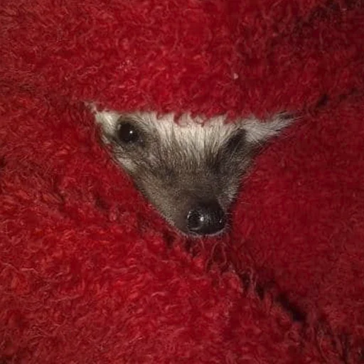 🤫 Стикер «hedgehogs Beauty Stickers» для Telegram
