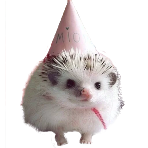 🥳 Стикер «hedgehogs Beauty Stickers» для Telegram