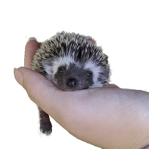 🥺 Стикер «hedgehogs Beauty Stickers» для Telegram