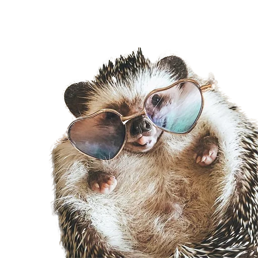 🤓 Стикер «hedgehogs Beauty Stickers» для Telegram