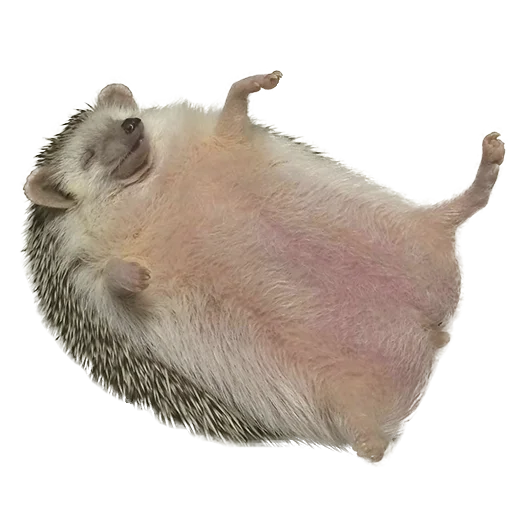 🤩 Стикер «hedgehogs Beauty Stickers» для Telegram