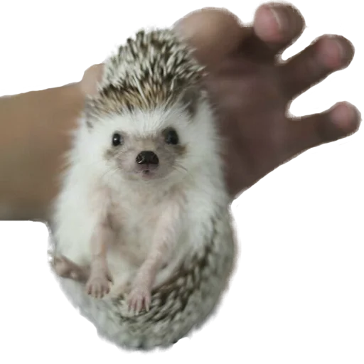 😲 Стикер «hedgehogs Beauty Stickers» для Telegram