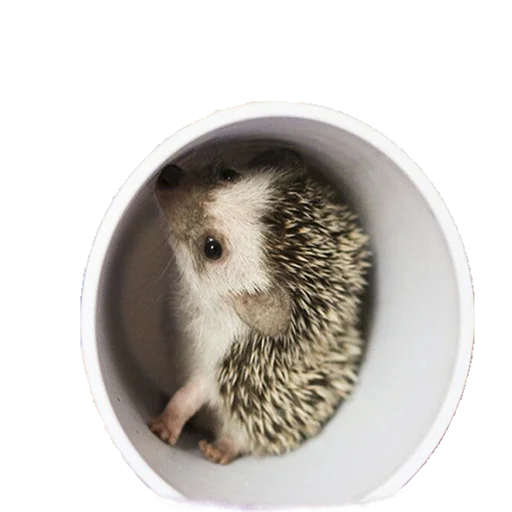 😚 Стикер «hedgehogs Beauty Stickers» для Telegram