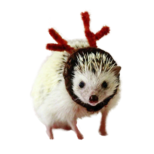 😵 Стикер «hedgehogs Beauty Stickers» для Telegram