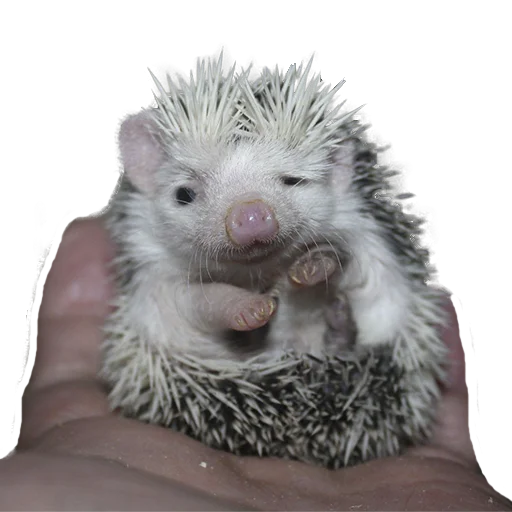 😒 Стикер «hedgehogs Beauty Stickers» для Telegram