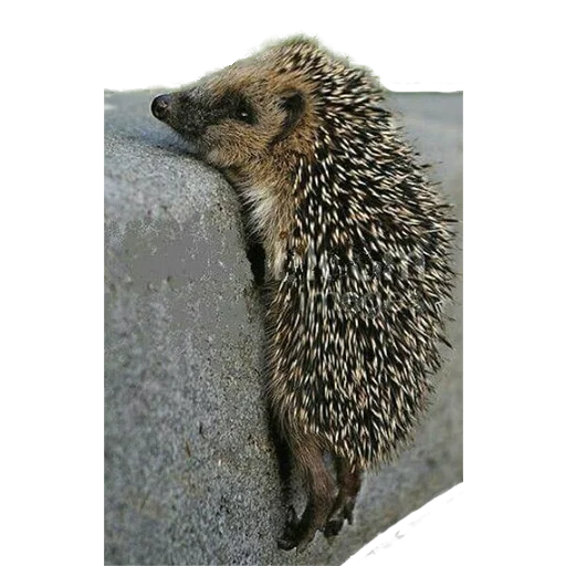 😓 Стикер «hedgehogs Beauty Stickers» для Telegram