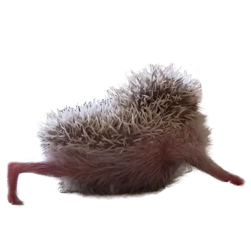 😝 Стикер «hedgehogs Beauty Stickers» для Telegram