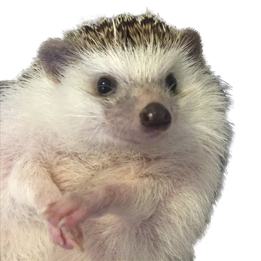 🤔 Стикер «hedgehogs Beauty Stickers» для Telegram