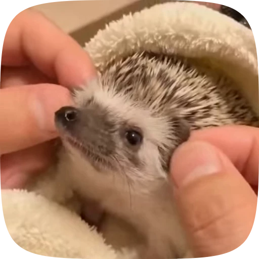 🫀 Стикер «Hedgehogs» для Telegram