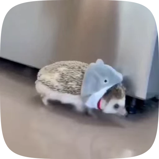 🤭 Стикер «Hedgehogs» для Telegram