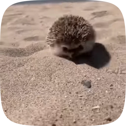 🏃‍♀️ Стикер «Hedgehogs» для Telegram