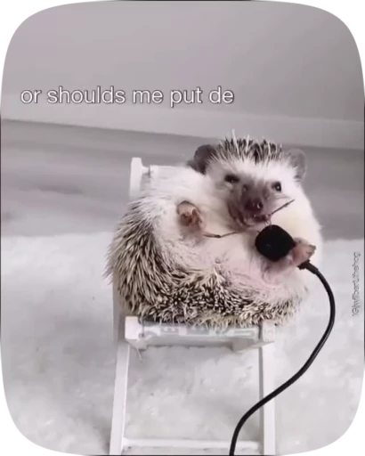 👅 Стикер «Hedgehogs» для Telegram