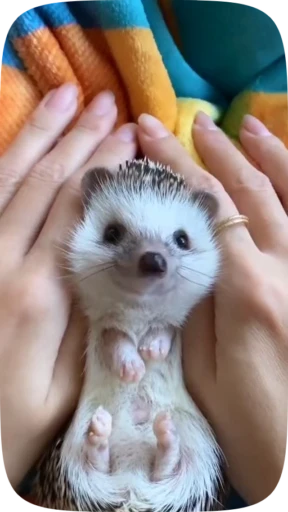 🥹 Стикер «Hedgehogs» для Telegram
